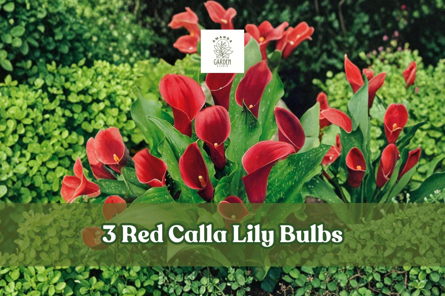 Red Calla Lily Rhizomes – Zantedeschia Elegant Flower Bulbs for Garden & Indoor, 3 Pack