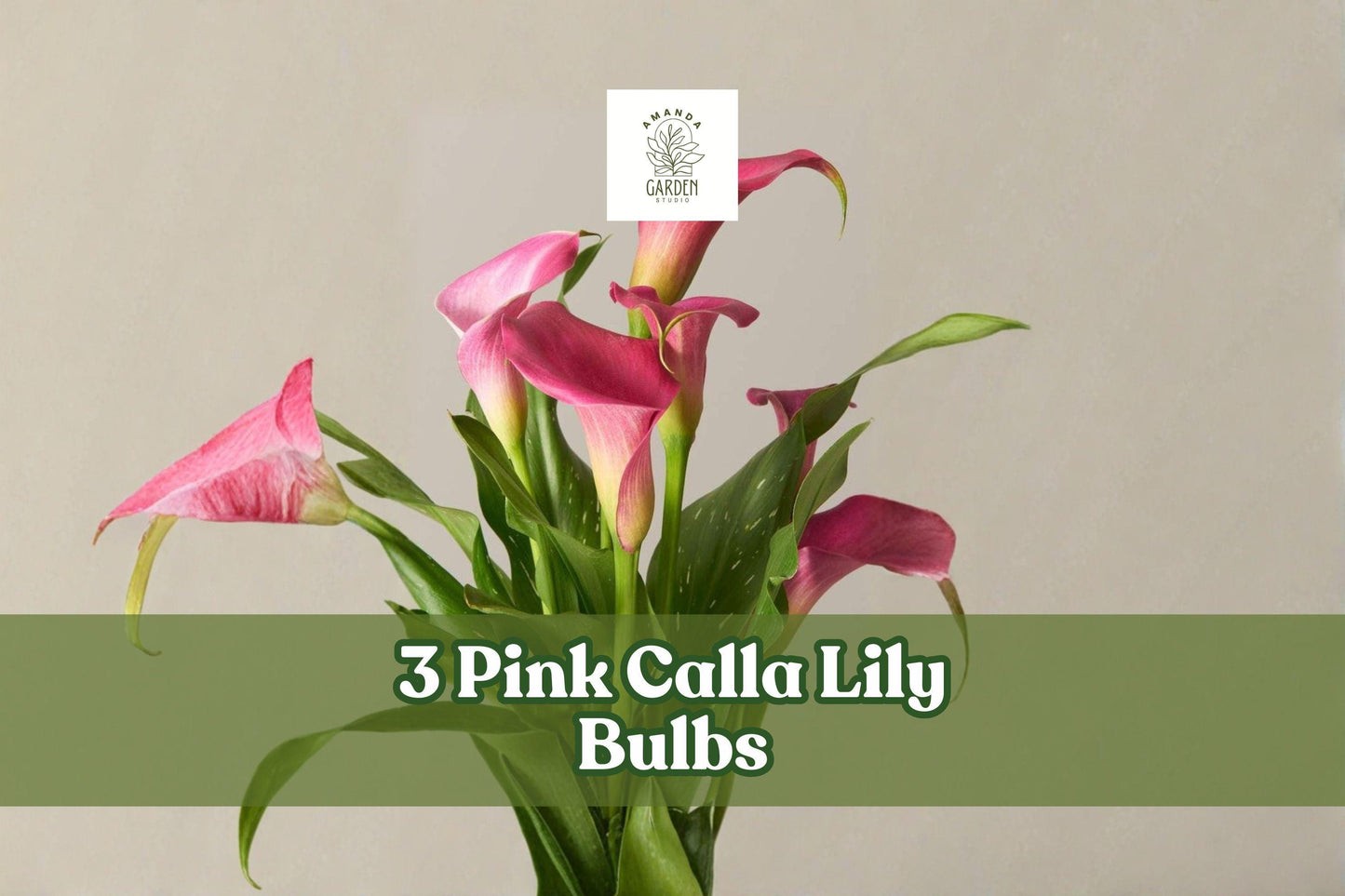 Pink Calla Lily Bulbs β Zantedeschia rehmannii, 3 Bulbs, Pink Trumpet Flowers, Perennial for Garden & Indoor Decor