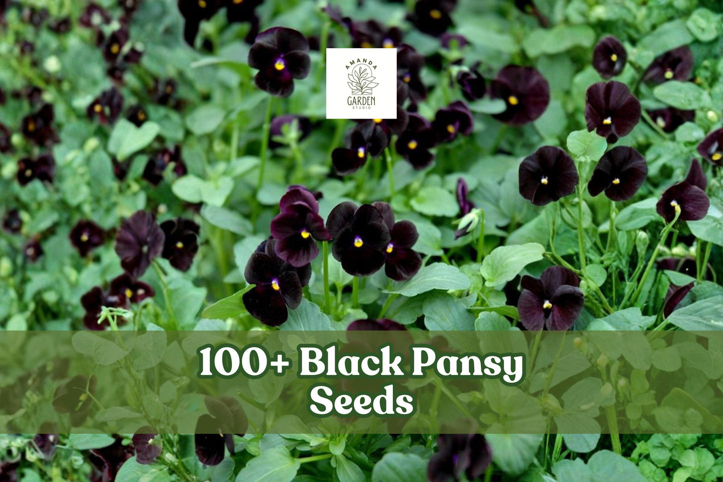 Black Pansy Seeds – Viola × wittrockiana – Dark Purple Flower for Garden Beds & Containers – 100+ Seeds
