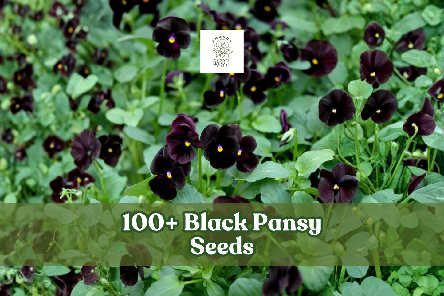 Black Pansy Seeds – Viola × wittrockiana – Dark Purple Flower for Garden Beds, Borders & Containers