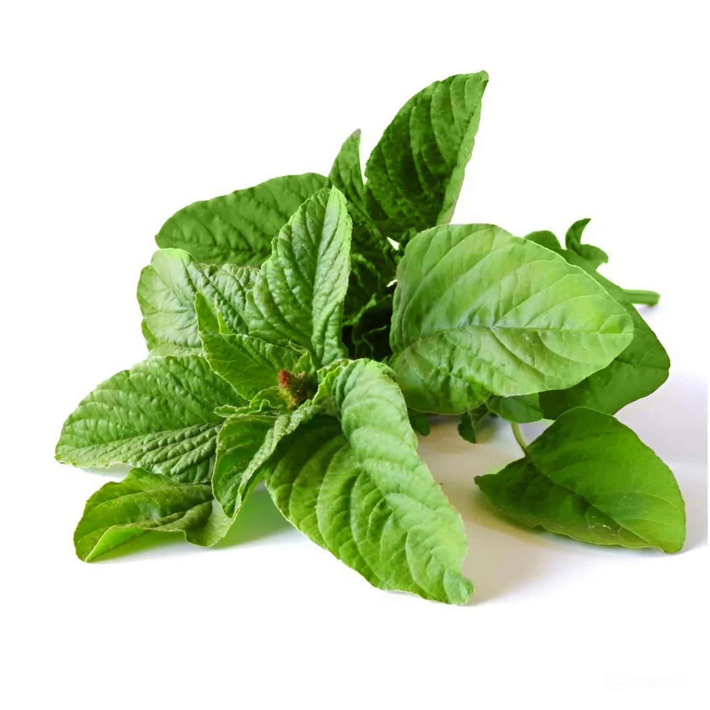 White Leaf Amaranth Seeds 500 | Amaranthus mangostanus Asian Leafy Vegetable for Garden Greens