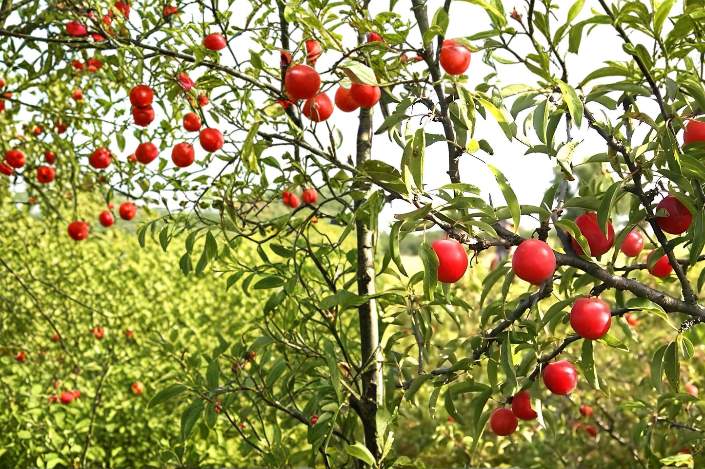 Chickasaw Plum Live Plants 2ft Bare Root Prunus angustifolia Fruit Tree for Garden, Wildlife & Edible Landscape