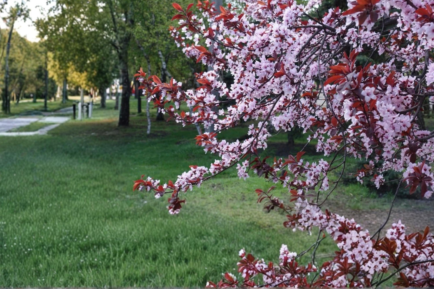 Purple Leaf Plum Live Plant, 2ft Tall, Ornamental Tree, Prunus cerasifera 'Cistena', Deciduous with Purple Foliage & Pink Blossoms