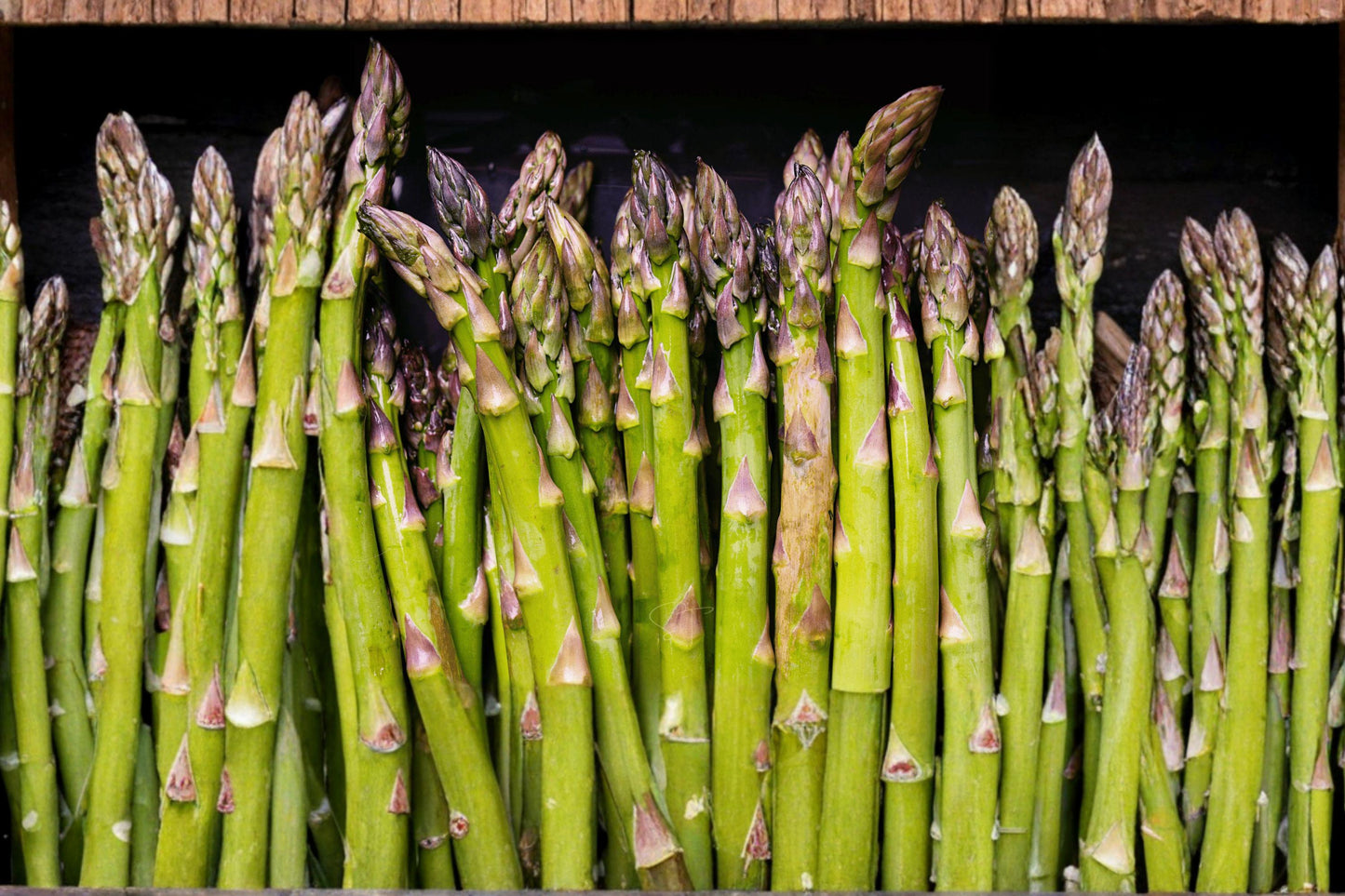Heirloom Organic Asparagus Seeds UC72 Mary’s Granddaughter Perennial Vegetable Non-GMO