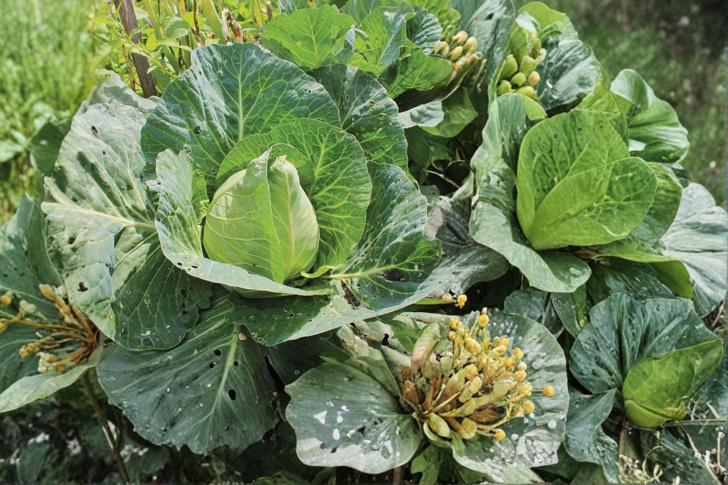 Heirloom Cabbage Seeds, Early Jersey Wakefield, Non-GMO, High Yield, Compact Head, Brassica oleracea