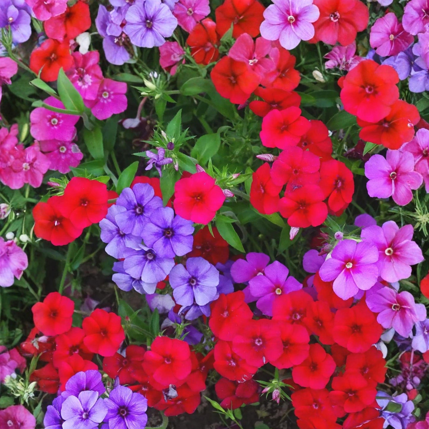 Annual Phlox Seeds – Mixed Colors, Pollinator Garden Plant, Phlox drummondii, 100 Seeds