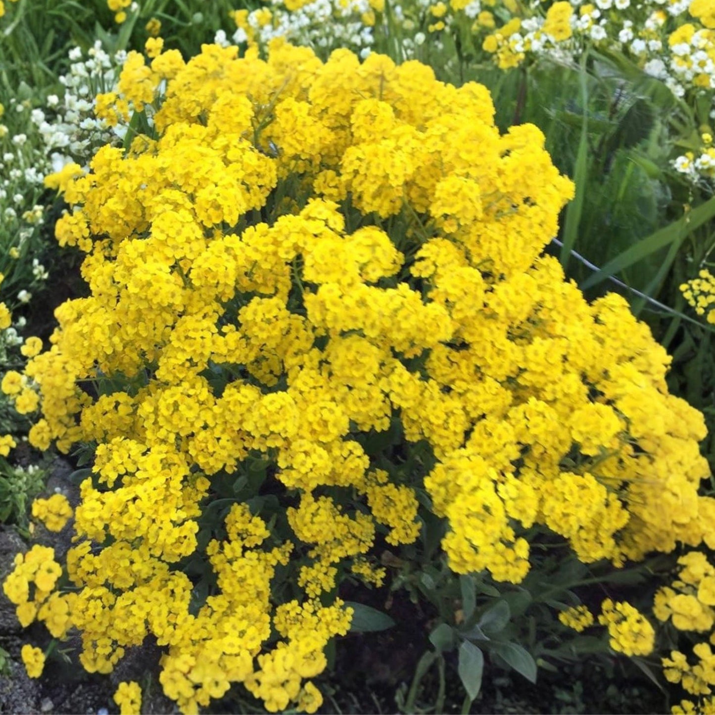 Basket of Gold Seeds, Alyssum saxatile, Yellow Perennial Groundcover Flower, 100 Seeds for Rock Gardens & Borders
