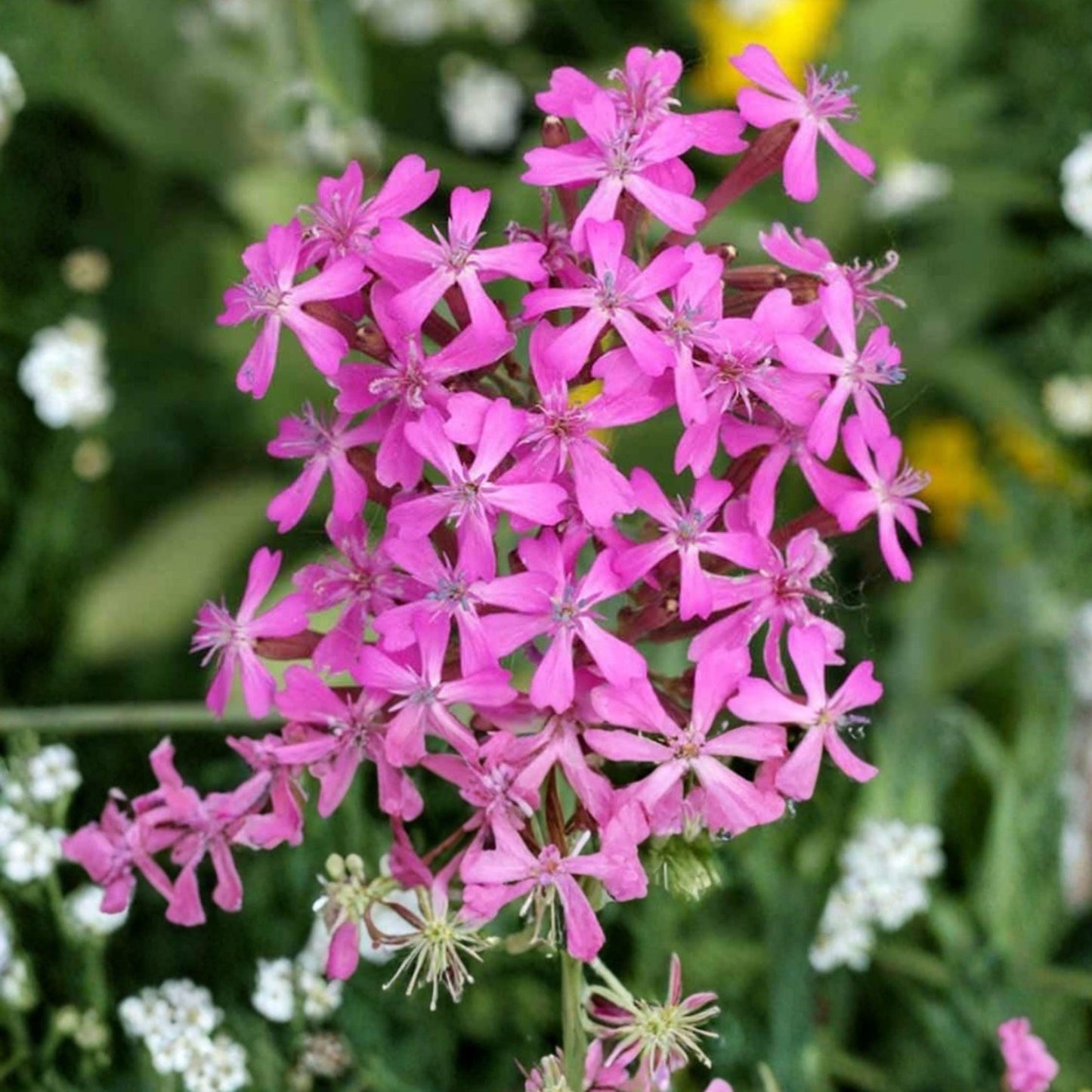 Catchfly Seeds, Pink Wildflower, Annual Pollinator Plant, Silene armeria, 100 Seeds