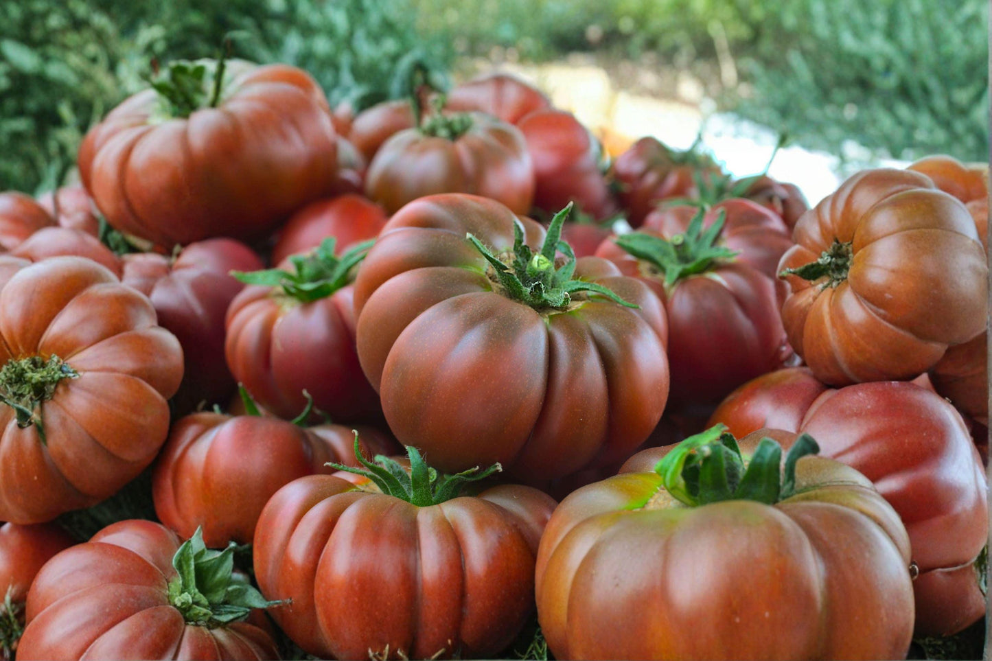 Chef's Choice Black Tomato Seeds, Beefsteak, AAS Winner, Gourmet Flavor, High Yield, Heirloom, Solanum lycopersicum