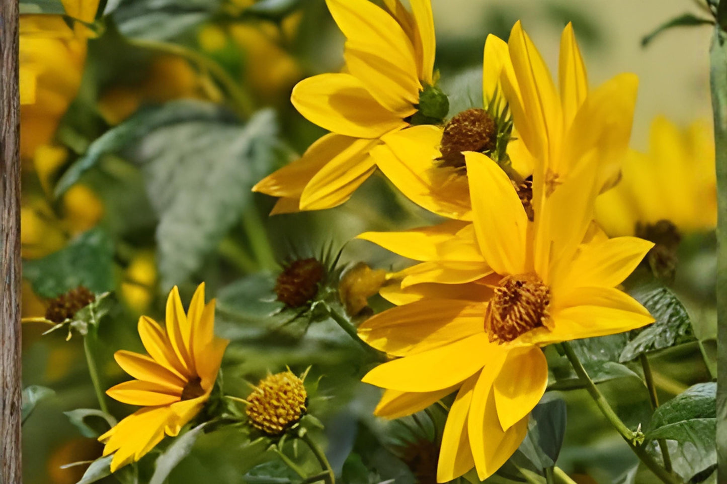 Maximilian Sunflower Seeds 50 Helianthus maximiliani Native Prairie Drought Tolerant Pollinator Plant
