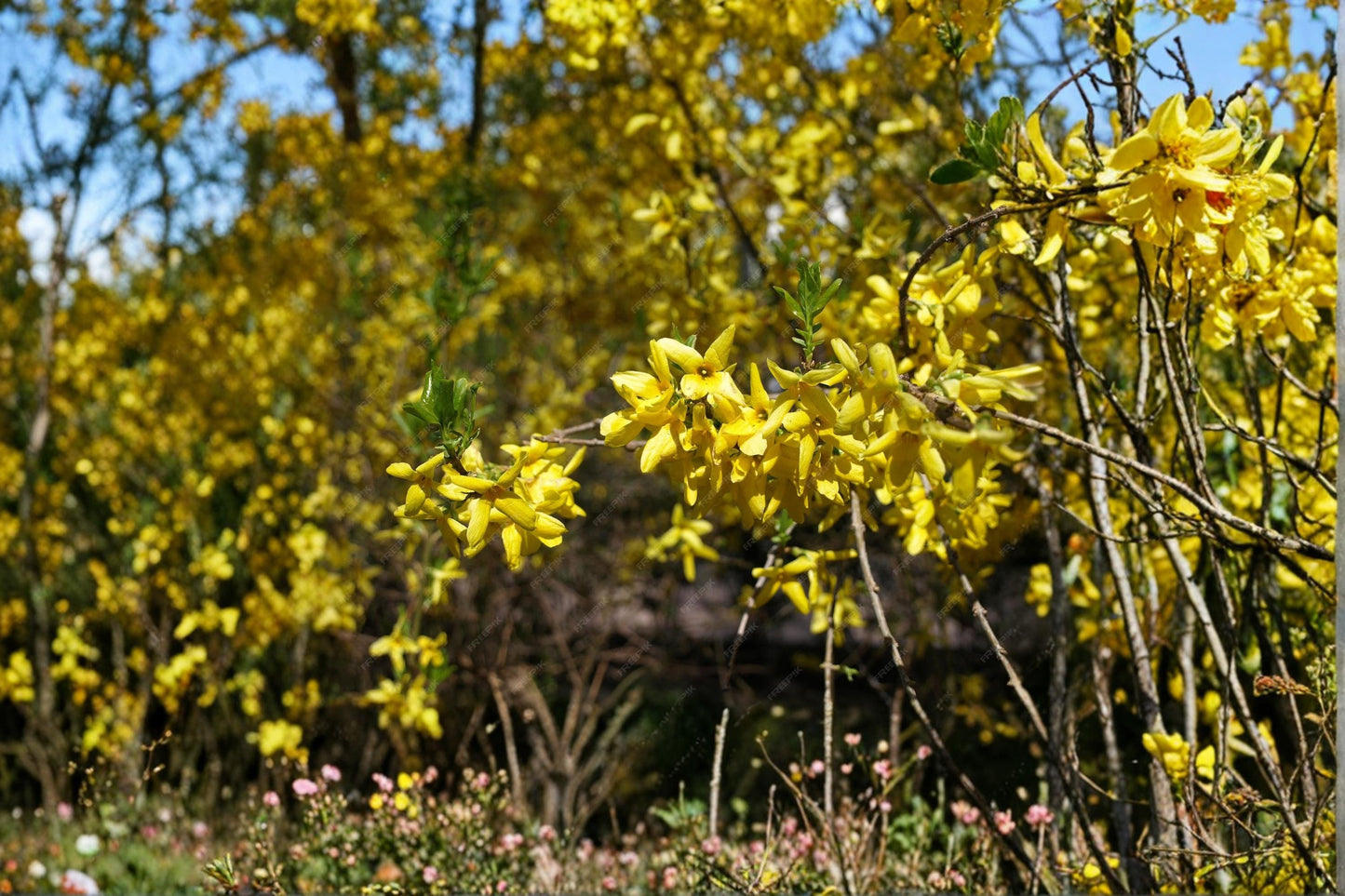 Weeping Forsythia Seeds – Forsythia suspensa – Bright Yellow Spring Blooms – Ornamental Deciduous Shrub for Landscaping