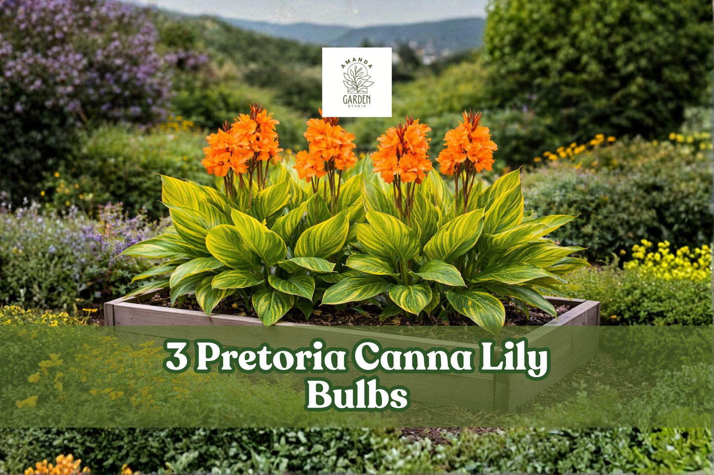 Pretoria Canna Lily Bulbs – Orange Tropical Flowers – Canna indica – Garden, Border, Container Plant