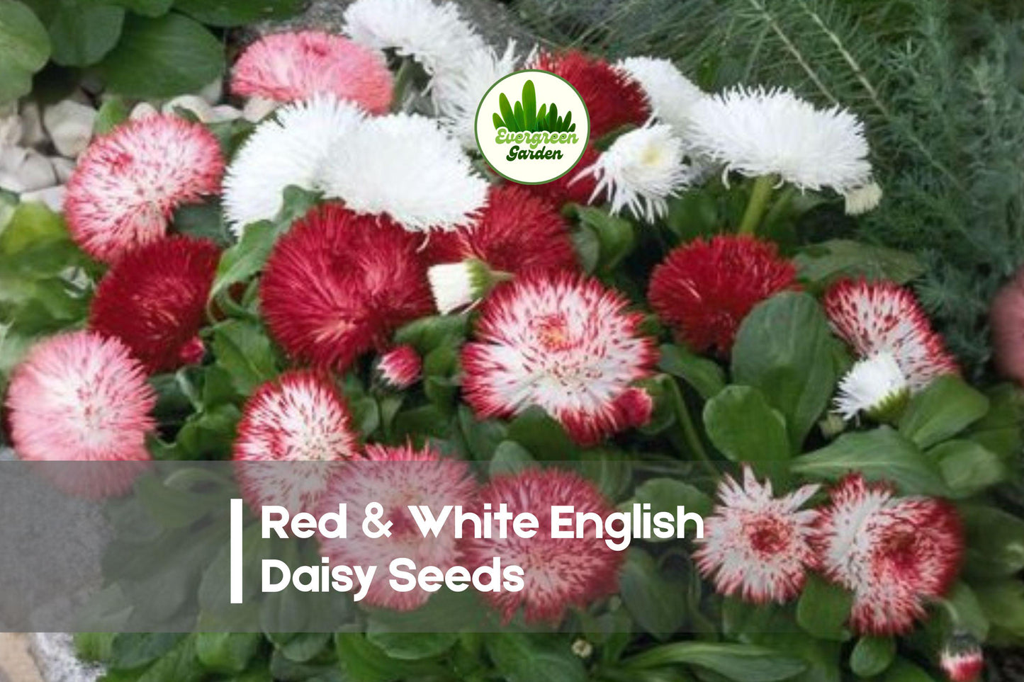 200 Red & White English Daisy Seeds - Bellis perennis, Spring Blooms, Edging, Border, Cottage Garden, Pollinator-Friendly