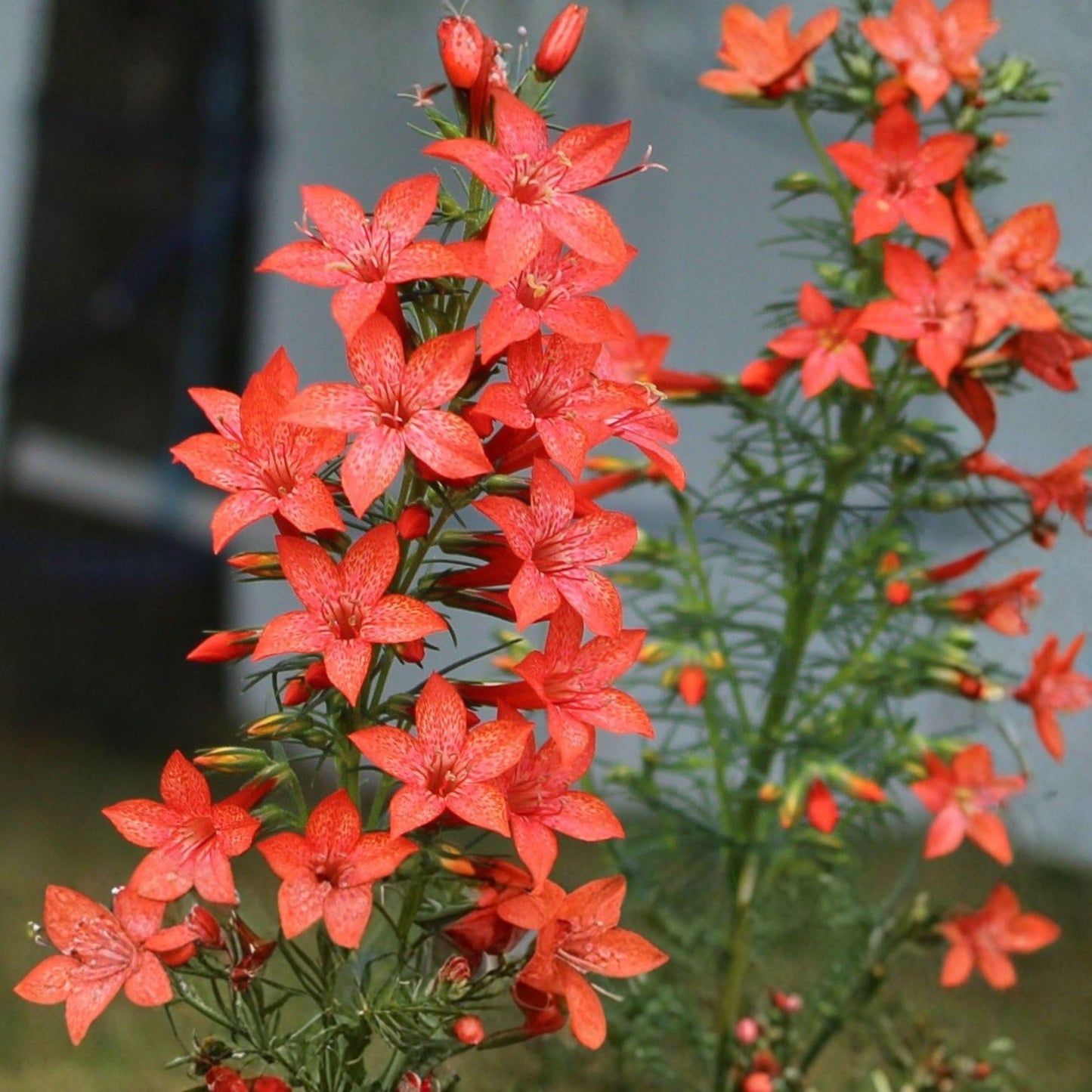 Ipomopsis rubra Seeds - Standing Cypress Wildflower, Bright Red Hummingbird Plant, Biennial Flower for Pollinator Gardens