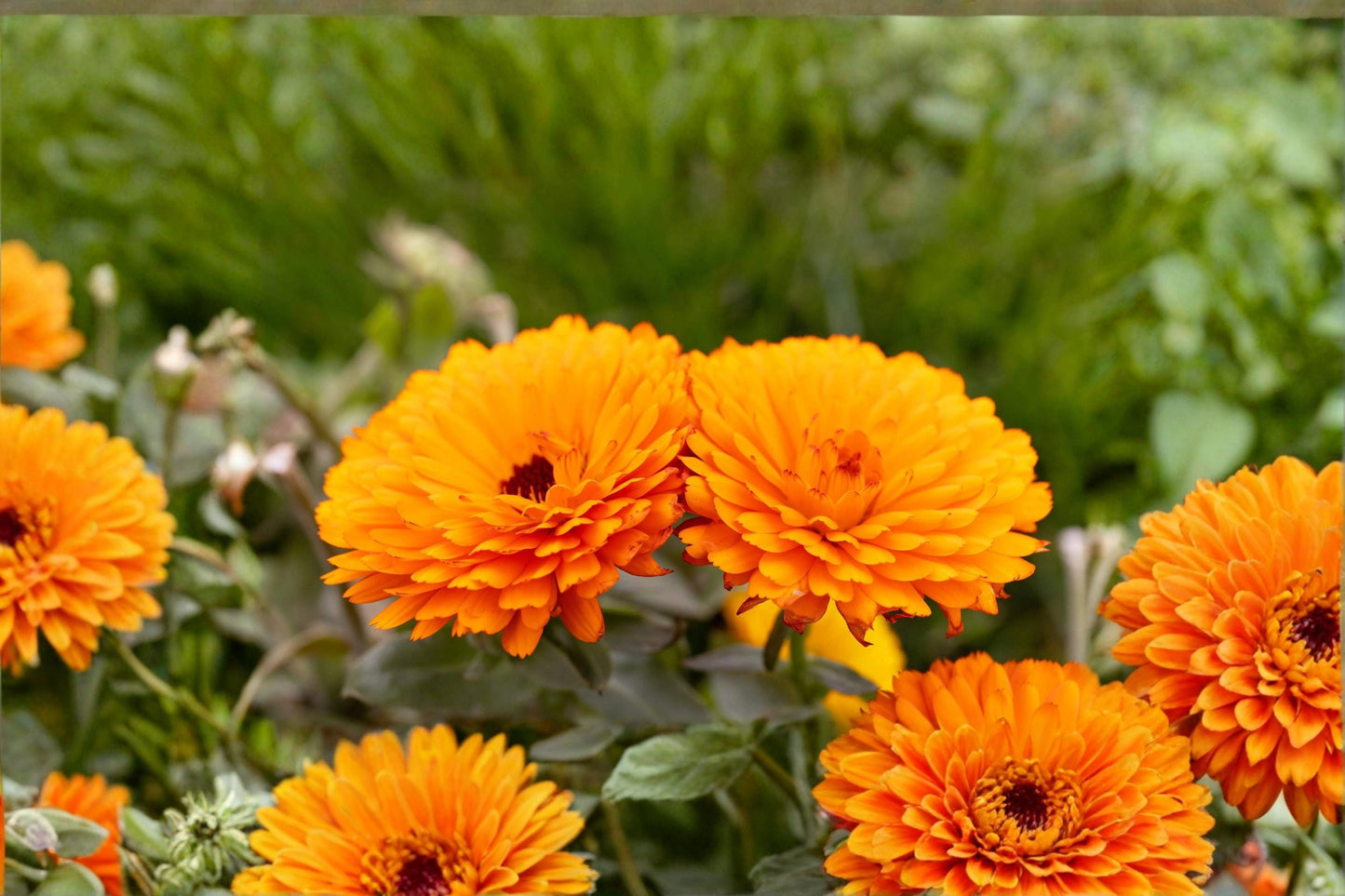 Pacific Beauty Orange Calendula Seeds – Calendula officinalis Bright Orange Daisy-Like Flowers, Annual Garden Flower Seed