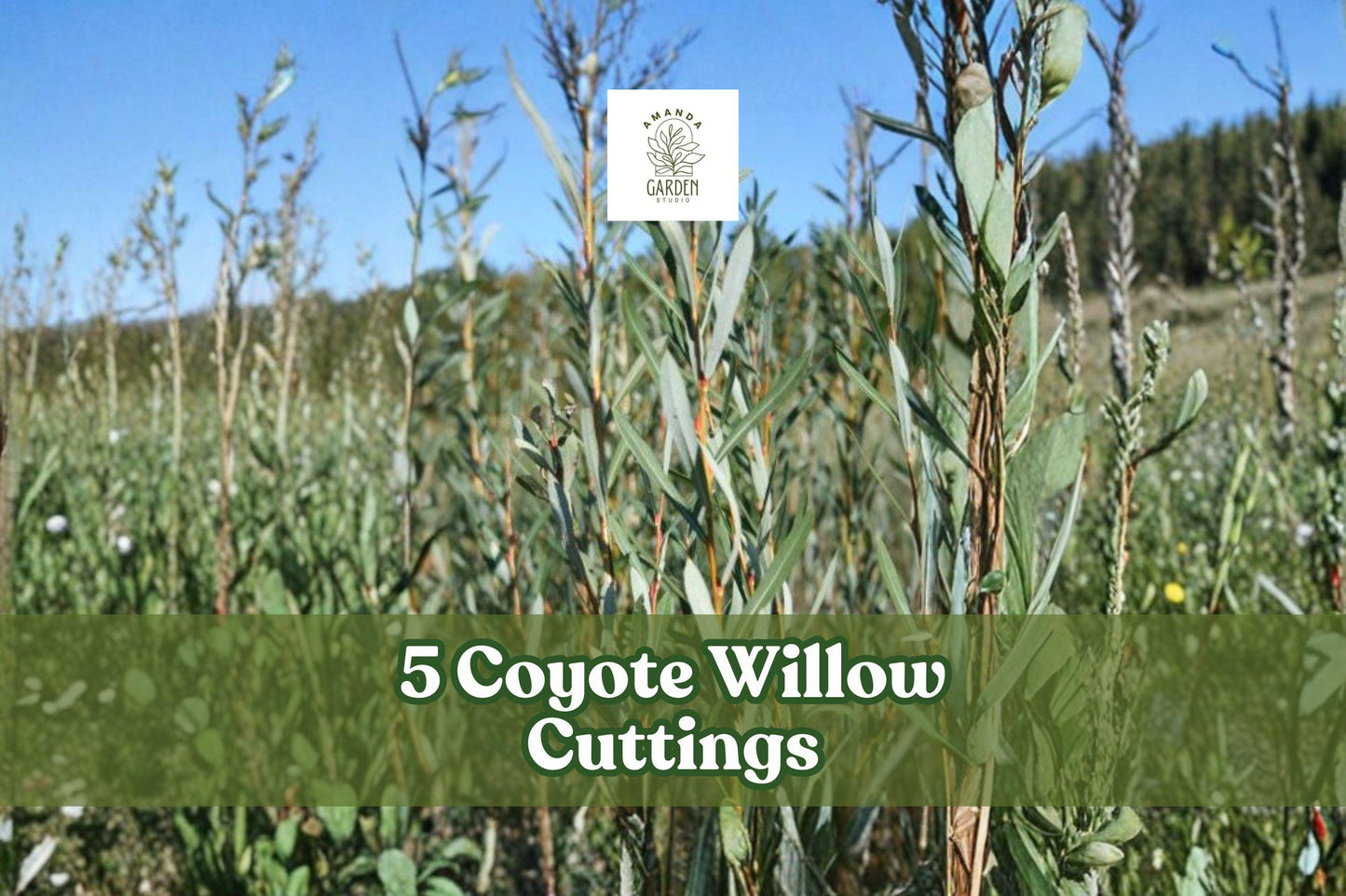 Coyote Willow Cuttings – Salix exigua – Fast-Growing Native Shrub for Hedges & Landscaping
