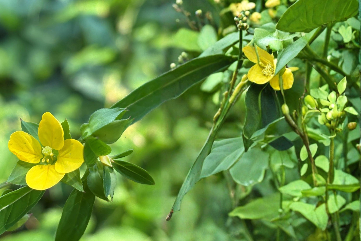 Seedbox Wildflower Seeds – Ludwigia alternifolia – Moisture-Loving Perennial with Yellow Flowers and Cube-Shaped Seed Capsules