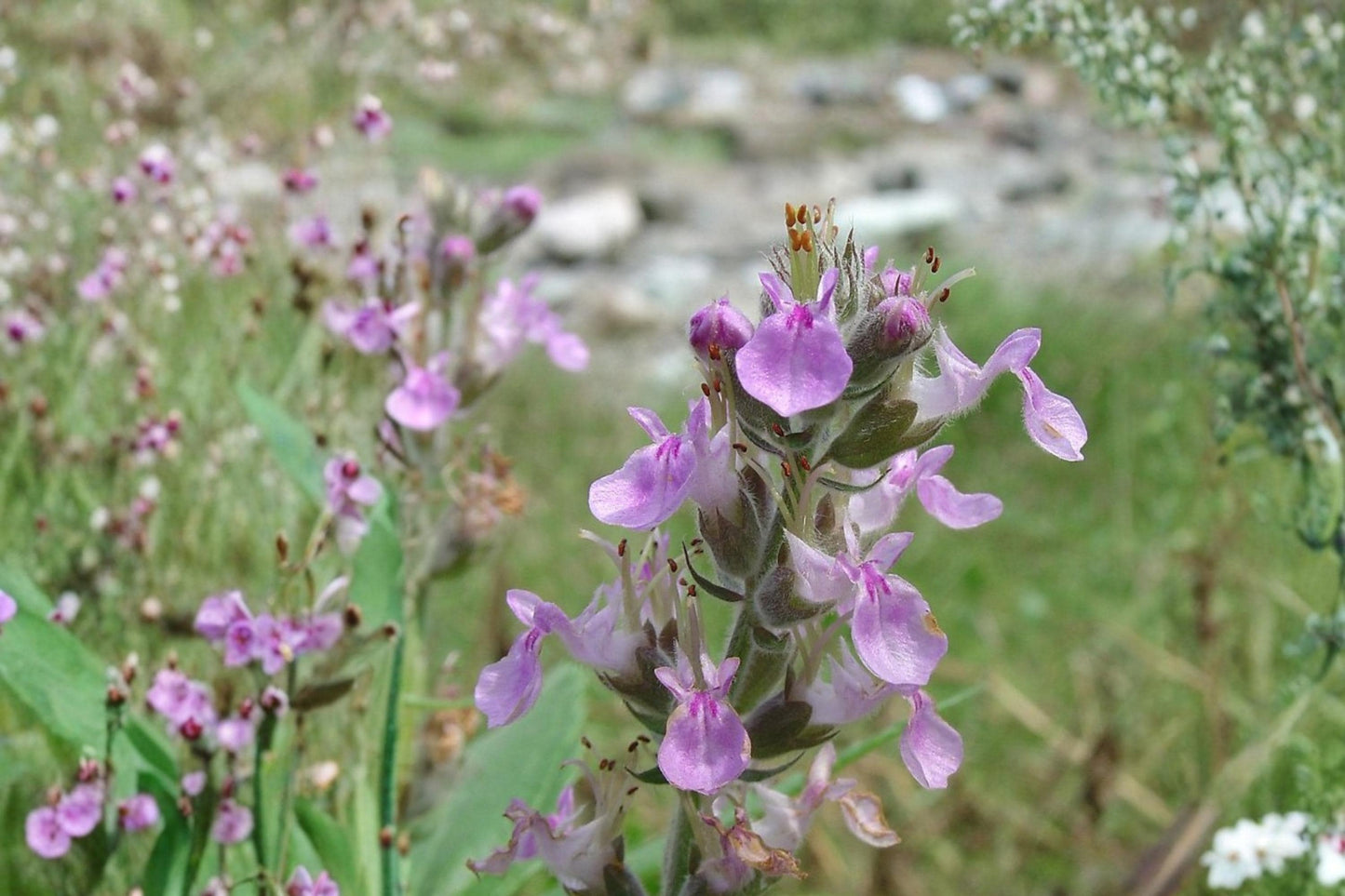American Germander Seeds – Perennial Wildflower with Pale Purple to Pink Flower Spikes – Teucrium canadense