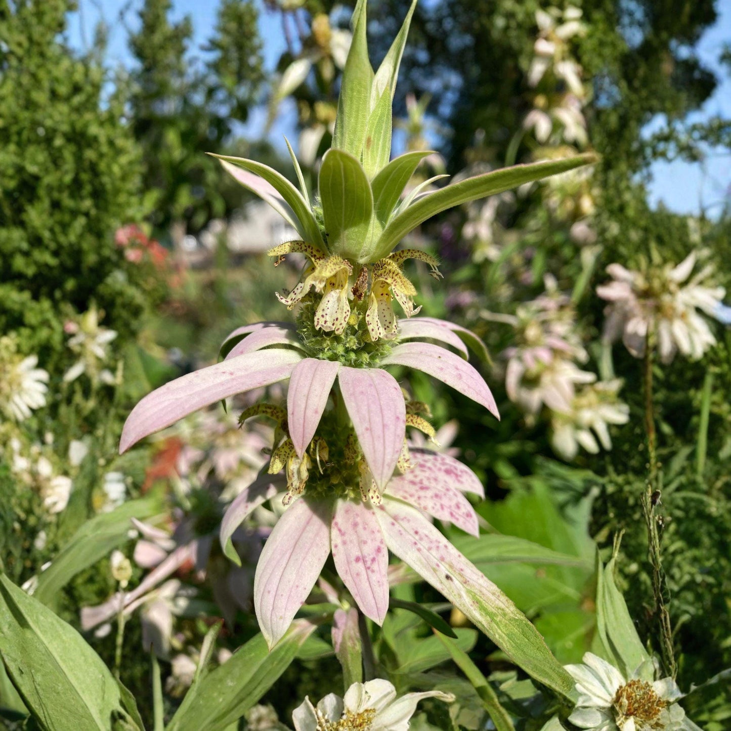 Spotted Bee Balm Seeds 100 Monarda punctata Native Wildflower Pollinator Herb Garden Plant