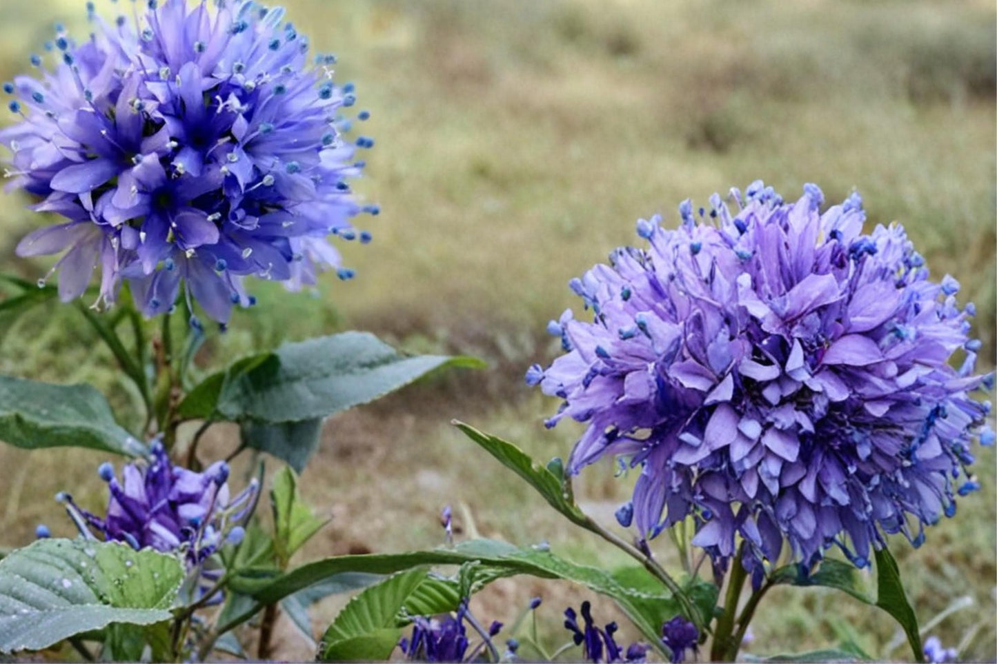 Globe Gilia Seeds – Gilia capitata Wildflower, Blue Lavender Blooms, Annual Pollinator Plant, Meadow & Garden Seed