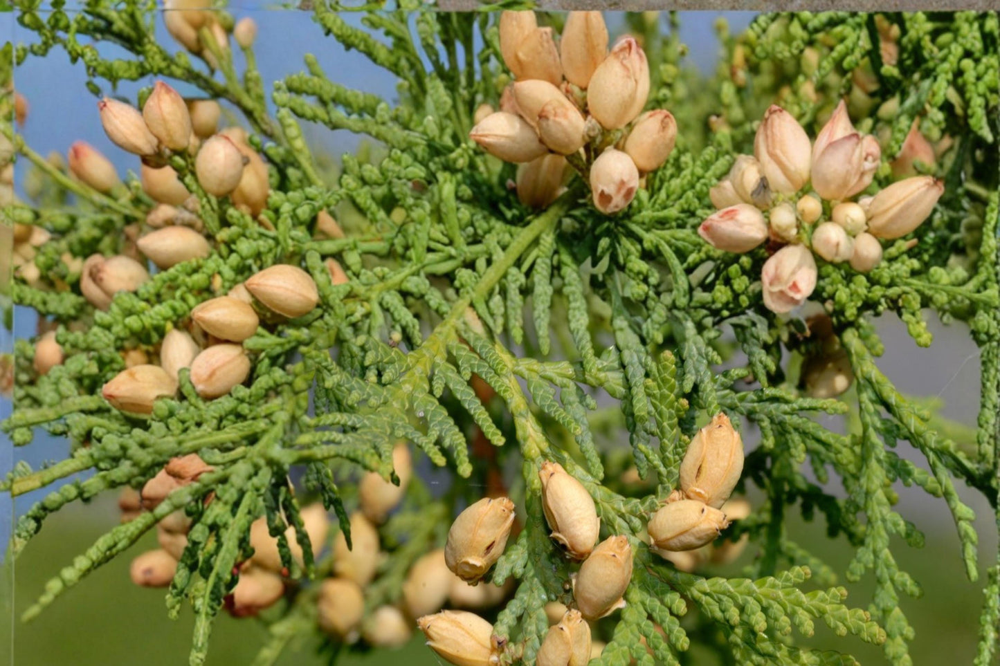Eastern Arborvitae Seeds – Thuja occidentalis, Evergreen Conifer for Hedges & Screens, Dense Foliage, Landscape Tree Seed