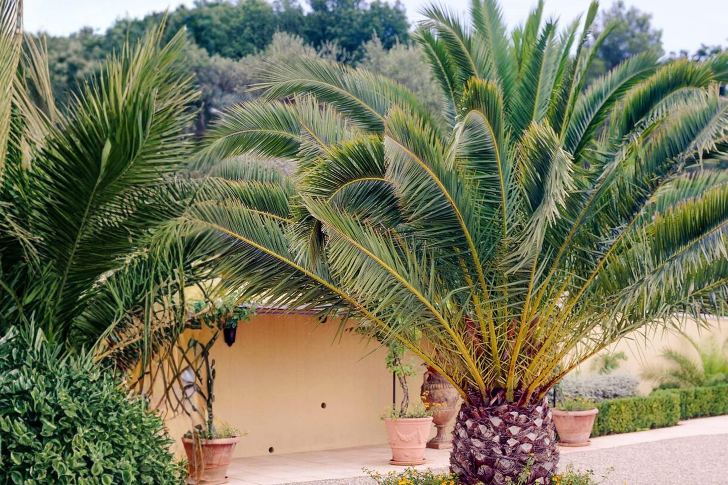 Canary Date Palm Seeds – Phoenix canariensis Evergreen Palm Tree with Arching Fronds, Ornamental Landscape Plant
