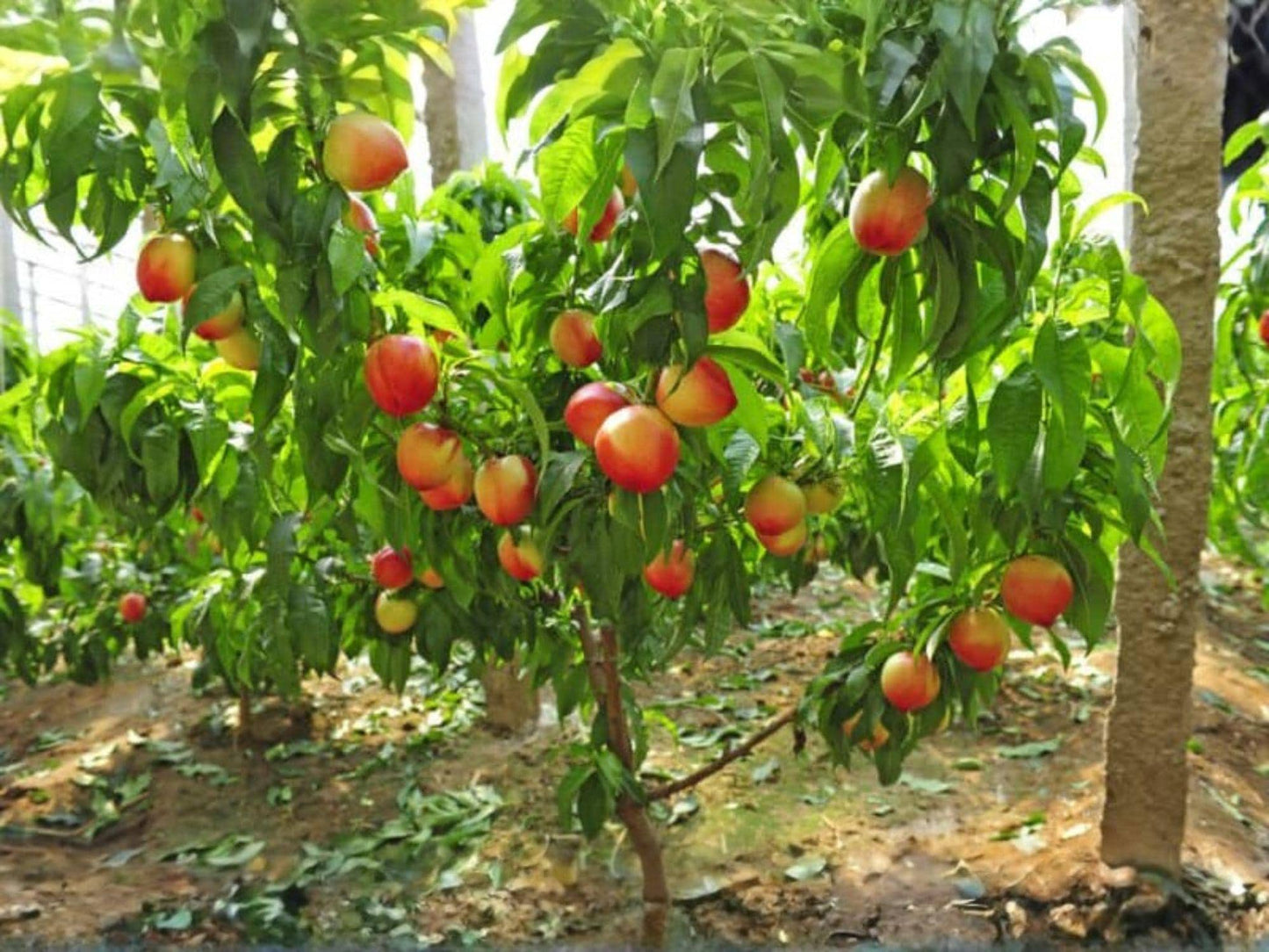 Mericrest Nectarine Fruit Tree – 2 ft Tall Backyard Orchard Plant – Prunus persica, Edible Garden, Summer Fruit, Spring Blossoms