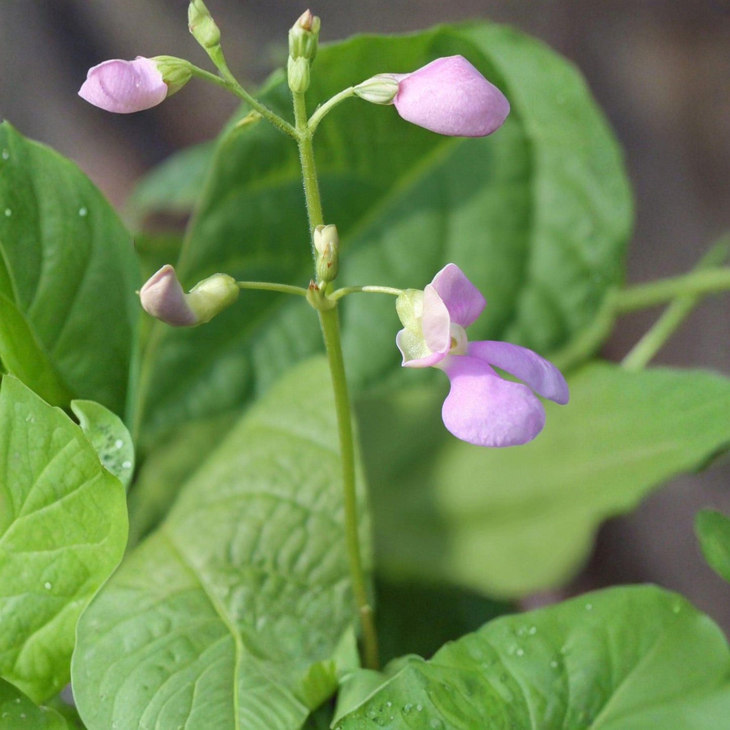 Wild Kidney Bean Seeds – Native Climbing Vine for Woodland Gardens, Phaseolus polystachios, 5 Seeds