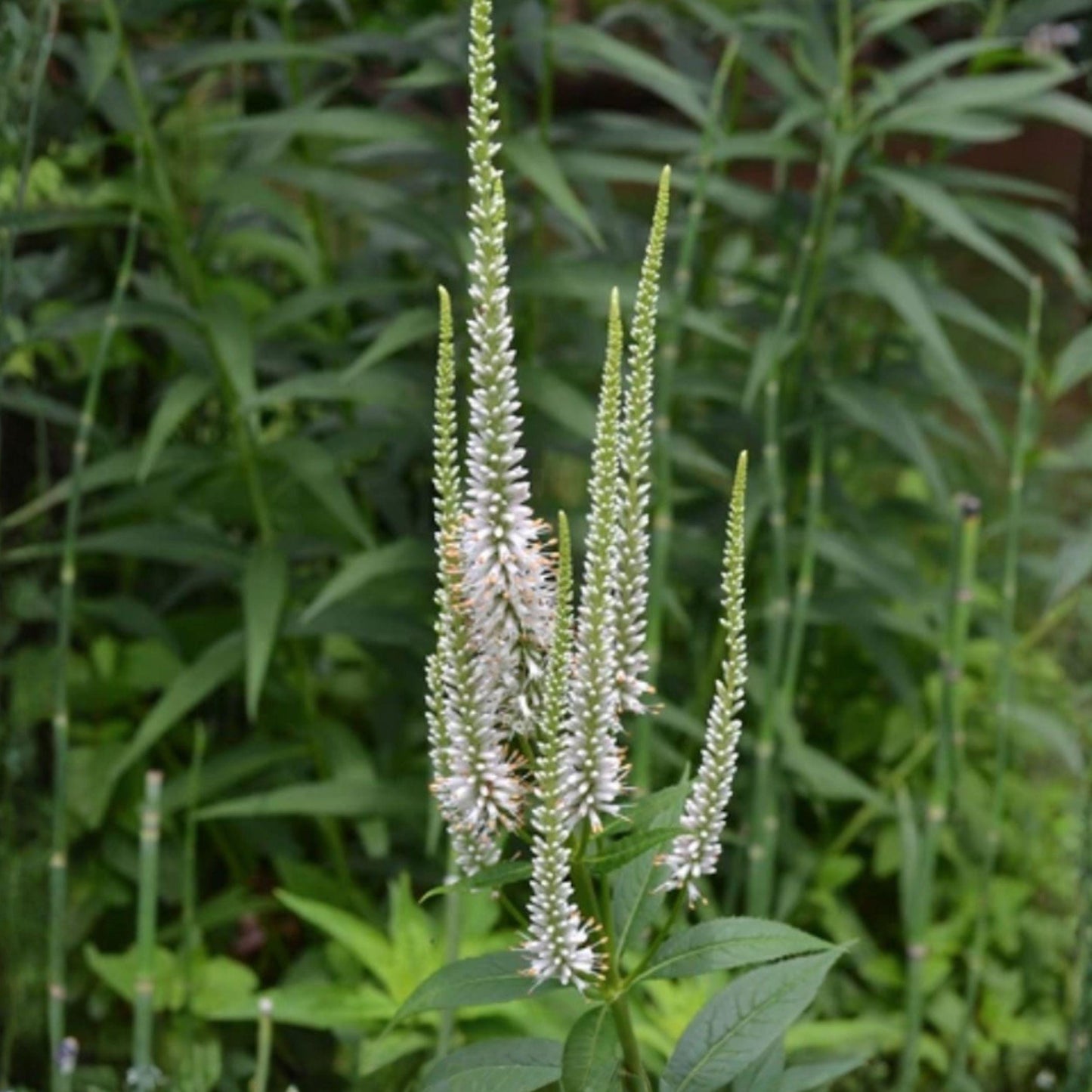 Culver's Root Seeds 500 Veronicastrum virginicum Native Perennial White Flower Pollinator Plant