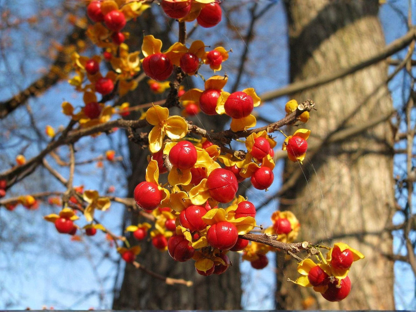 American Bittersweet Vine Climbing Plant – 12-18 Inch Celastrus scandens, Native Deciduous Climber with Bright Berries, 2 Live Plants