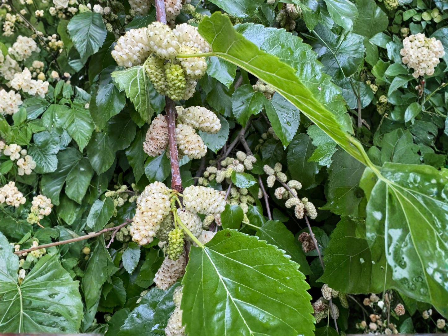 White Mulberry Saplings – 12-18 Inch Morus alba Fruit Trees for Edible Gardens & Wildlife Habitat