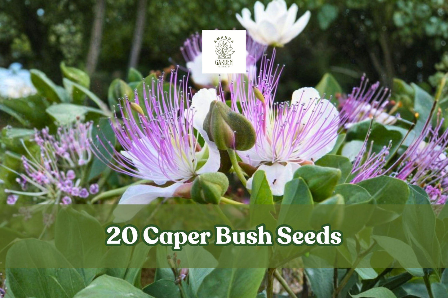 Caper Bush Seeds, 20 Pack, White Flowers with Purple Stamens, Drought-Tolerant Shrub, Capparis spinosa, Mediterranean Garden