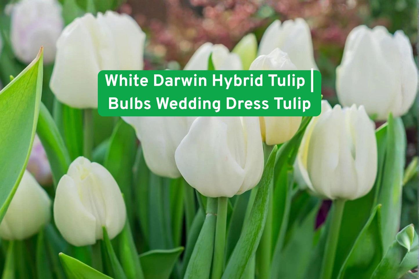 white tulip bulbs, wedding tulip flowers, hybrid tulip bulbs, spring garden bulbs, elegant flower bulbs, cut flower tulips, white flower bulbs, perennial tulip bulbs, garden border tulips, wedding decor flowers, easy grow tulips, pure white tulips, spring flowering bulbs