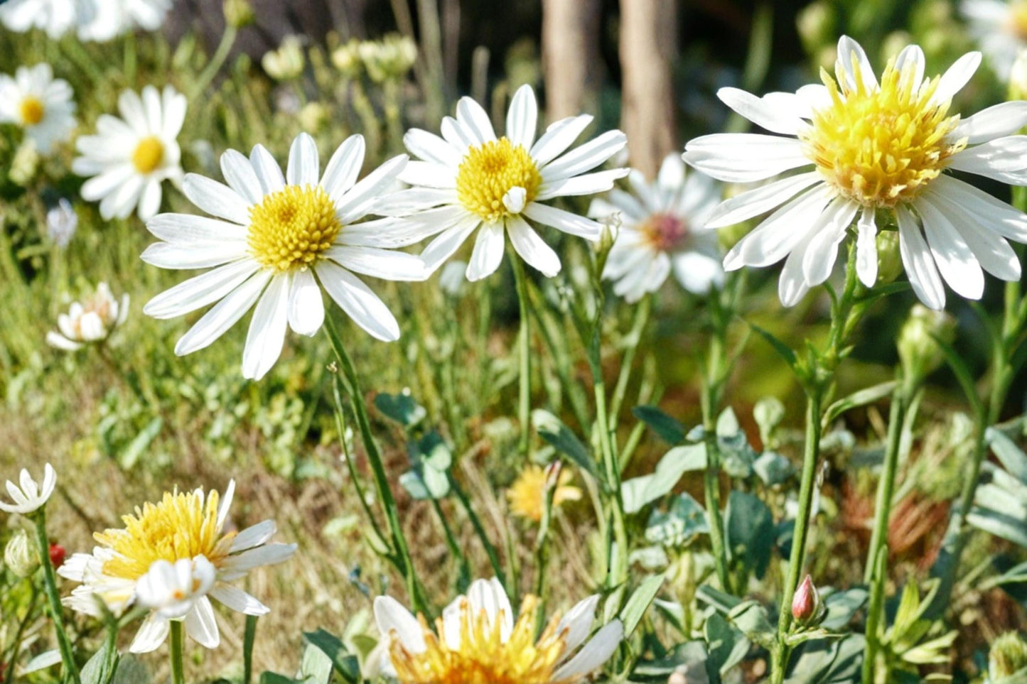False Aster Seeds – Boltonia asteroides Herbaceous Perennial with White Daisy-like Flowers, 100 Seeds