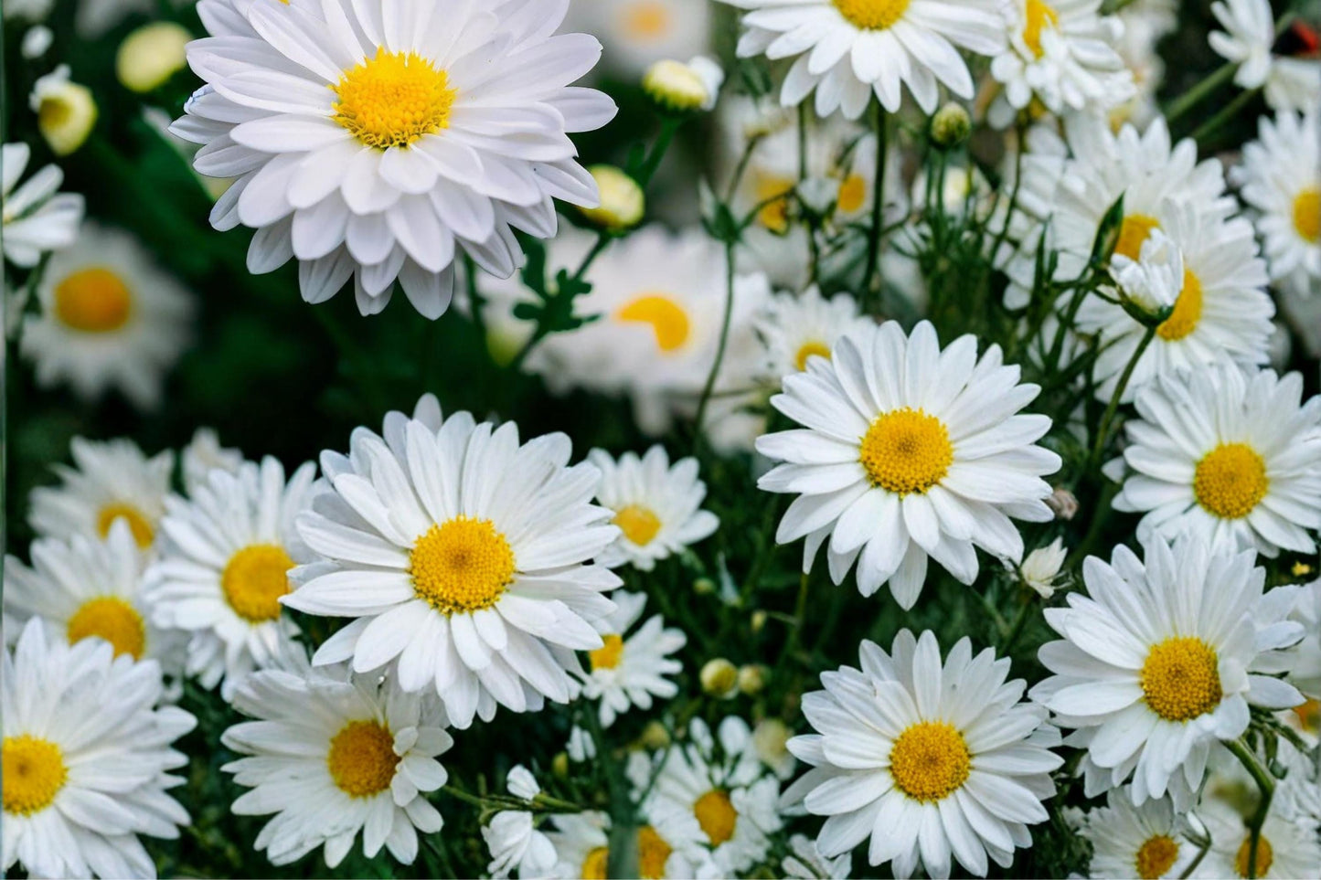 Creeping Daisy Seeds – Chrysanthemum paludosum – White Daisy Flower Seeds for Groundcover & Borders, 100 Pack