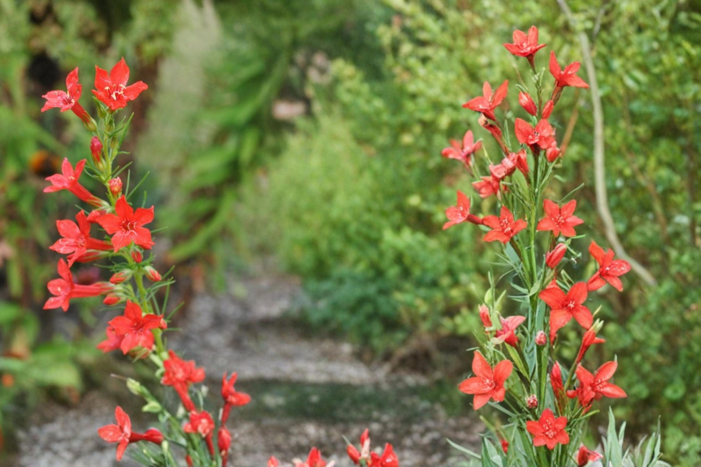 Standing Cypress Seeds – Ipomopsis rubra, Bright Red Tubular Flowers, Wildflower & Border Plant, Pollinator Attracting