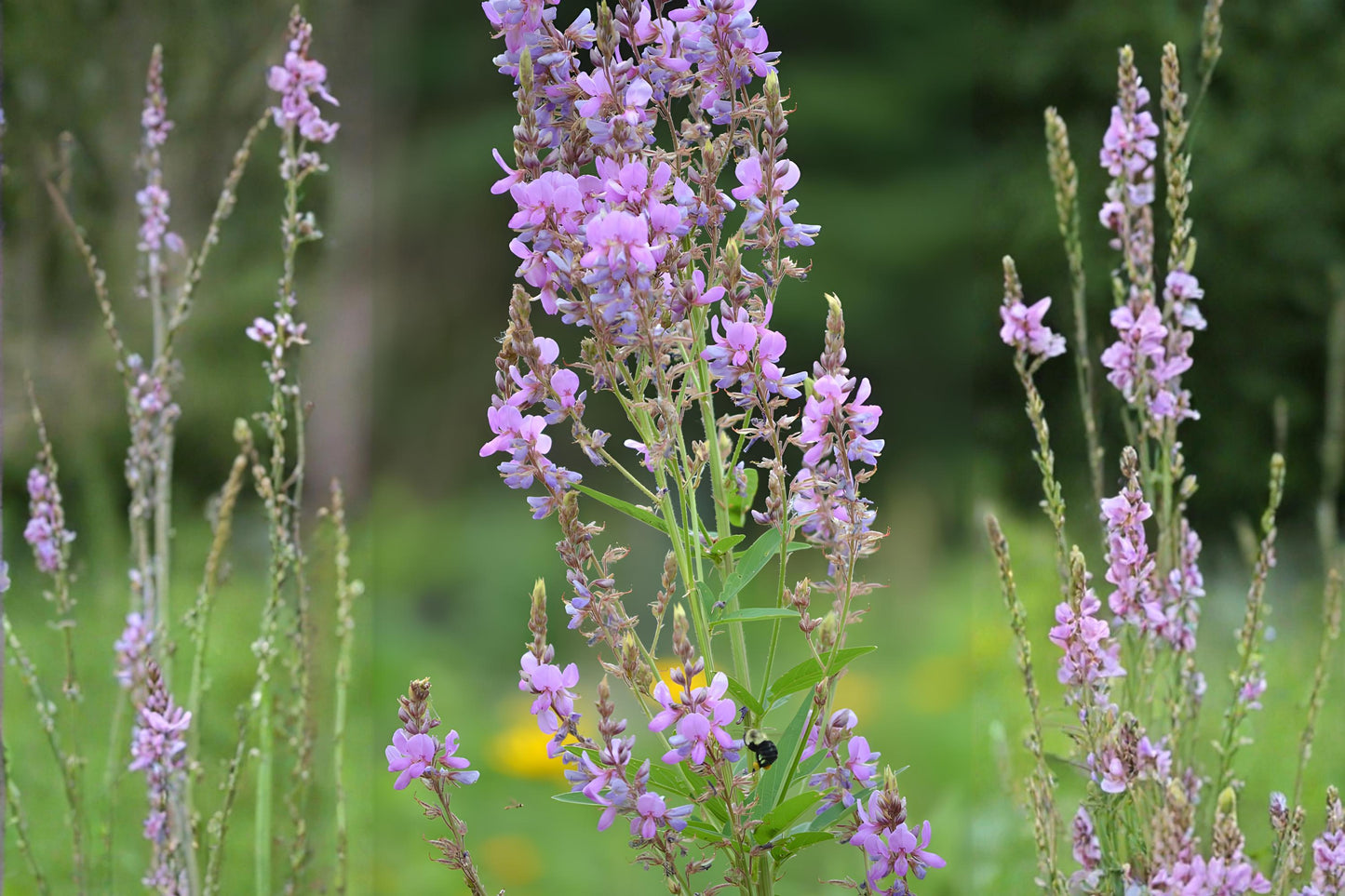 Showy Tick Trefoil Seeds (25) | Native Wildflower for Pollinators & Soil Improvement | Desmodium canadense