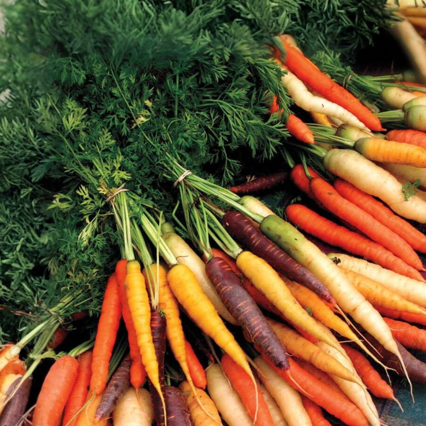 Rainbow Carrot Seeds Mix, Heirloom Root Vegetable, Edible Garden Crop, Daucus carota subsp. sativus, 200 Seeds