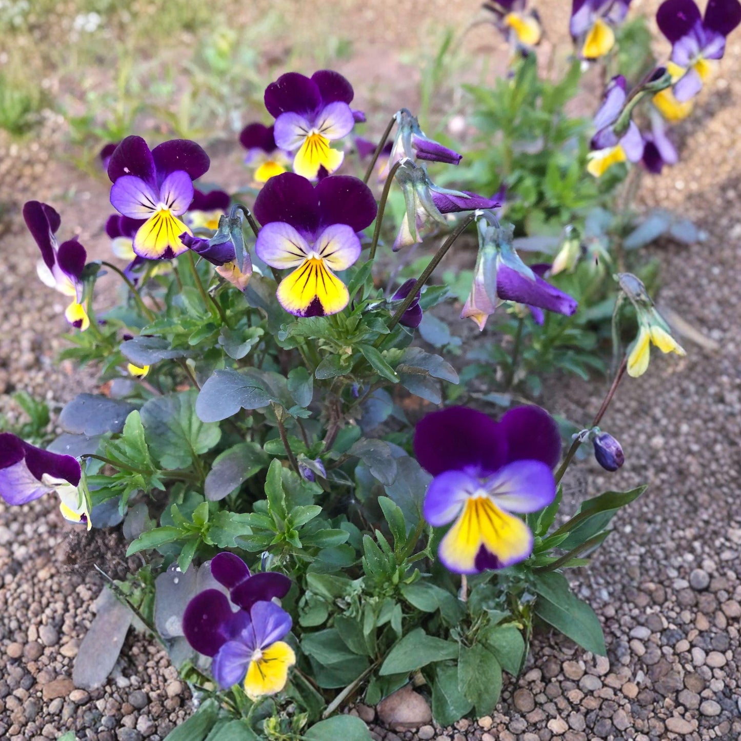 Johnny Jump Up Viola Seeds – Tricolor Pansy Flower, Compact Annual, Viola tricolor, Garden Border & Container Plant