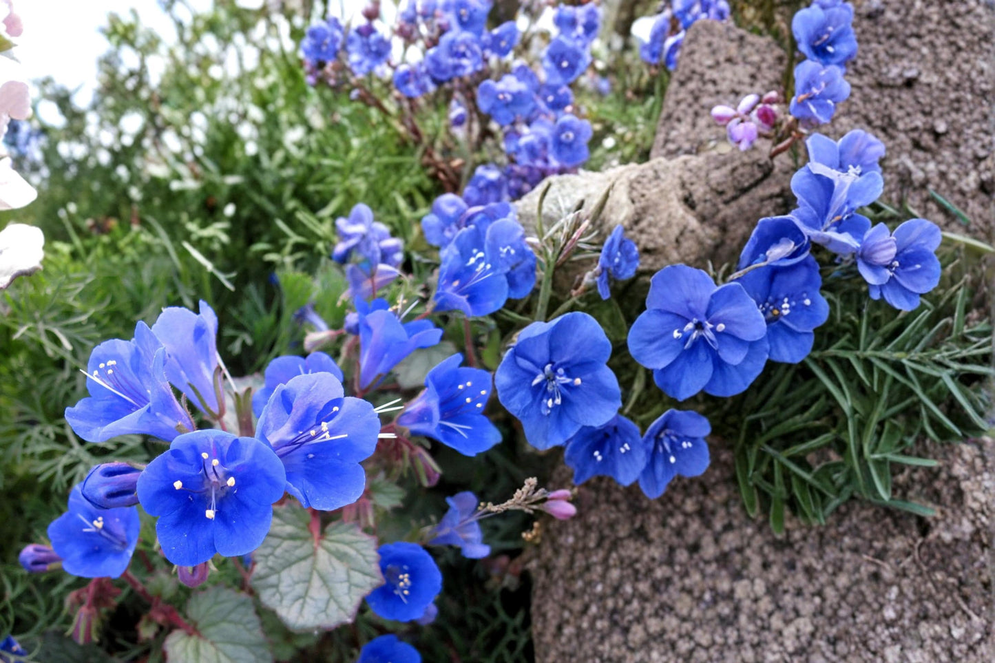 California Bluebells Seeds – Phacelia campanularia, Deep Blue Bell-Shaped Wildflower, Drought Tolerant, Full Sun, Sandy Soil