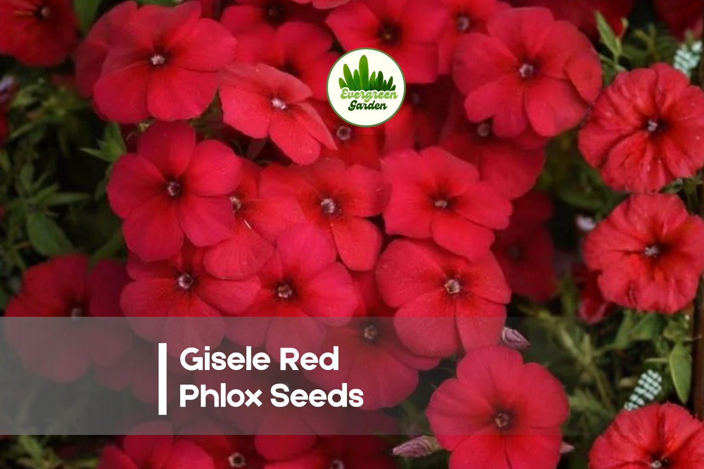 Gisele Red Phlox Seeds, Annual Flower, Bright Red Blooms, Phlox drummondii, Pollinator-Friendly, Compact, 100+ Seeds