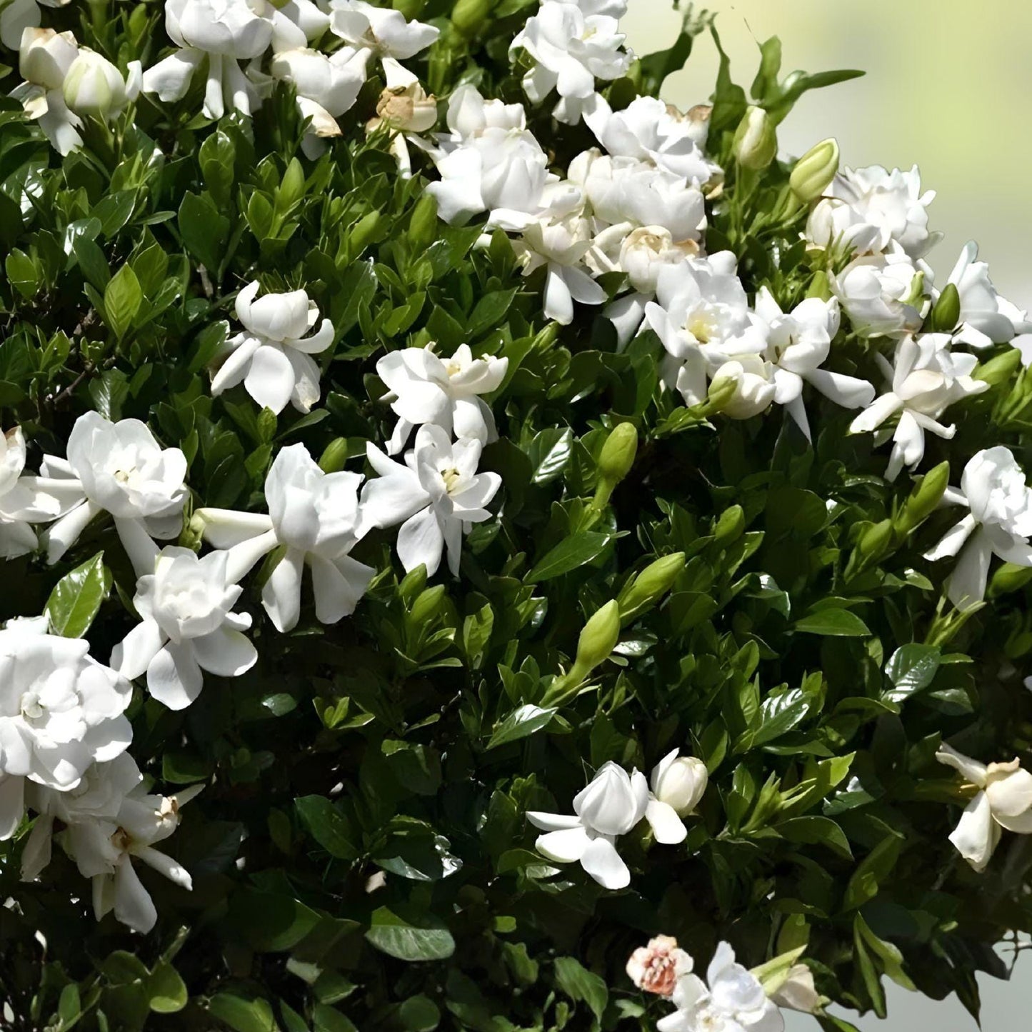 Southern Gardenia Cuttings – Fragrant White Blooms, Gardenia jasminoides, Unrooted Propagation Material