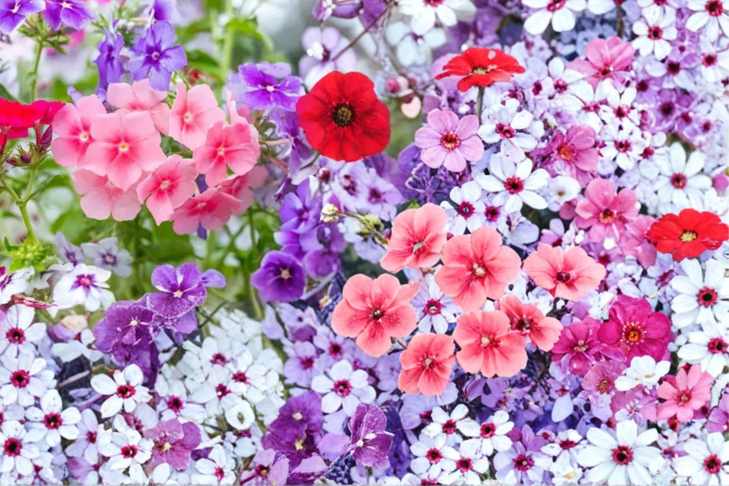 Annual Phlox Seeds – Phlox drummondii, Colorful Flower Clusters, Herbaceous Border & Container Plant, 100 Seeds