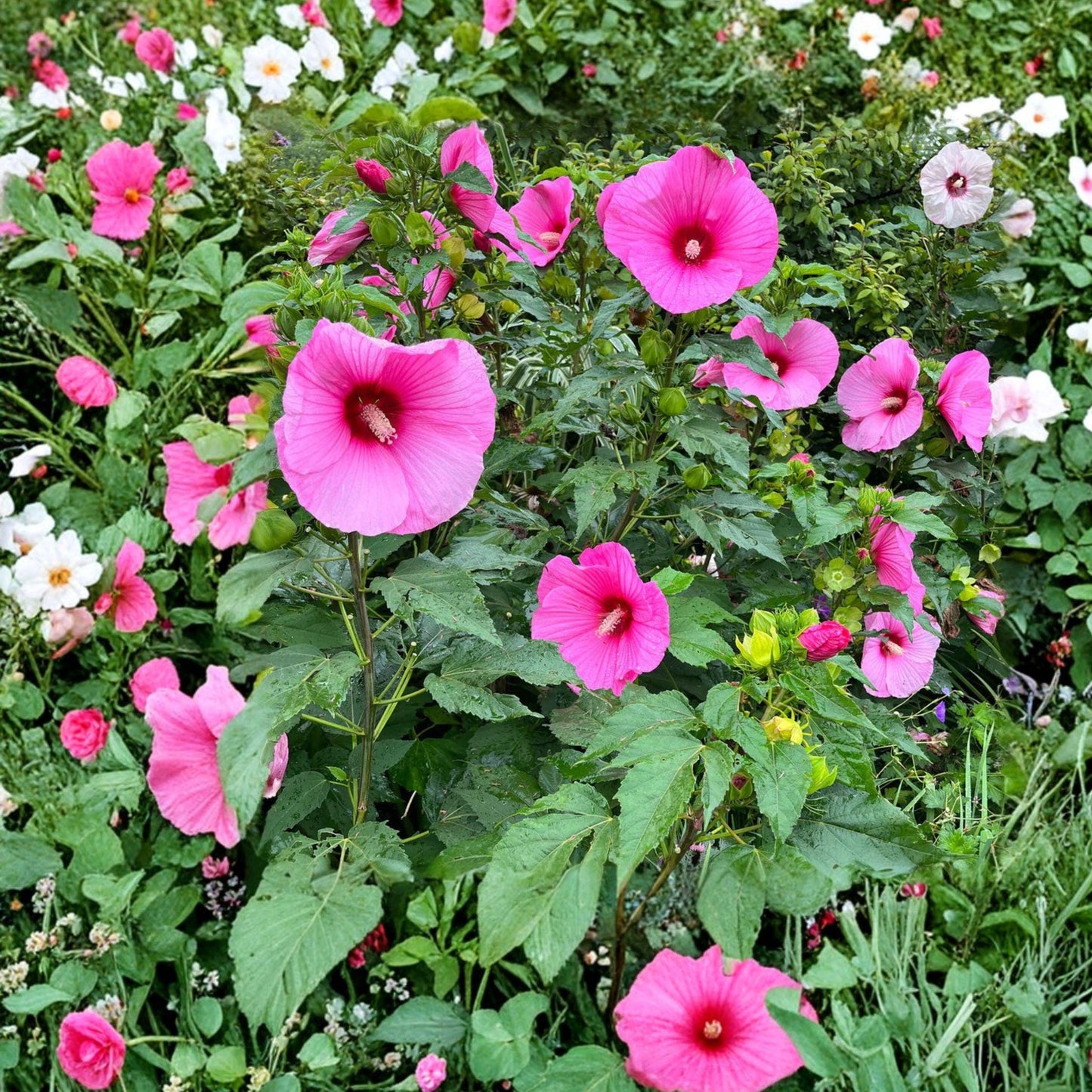 Swamp Rose Mallow Seeds, Hibiscus moscheutos, Wet Soil, Perennial Flower, 30 Seeds