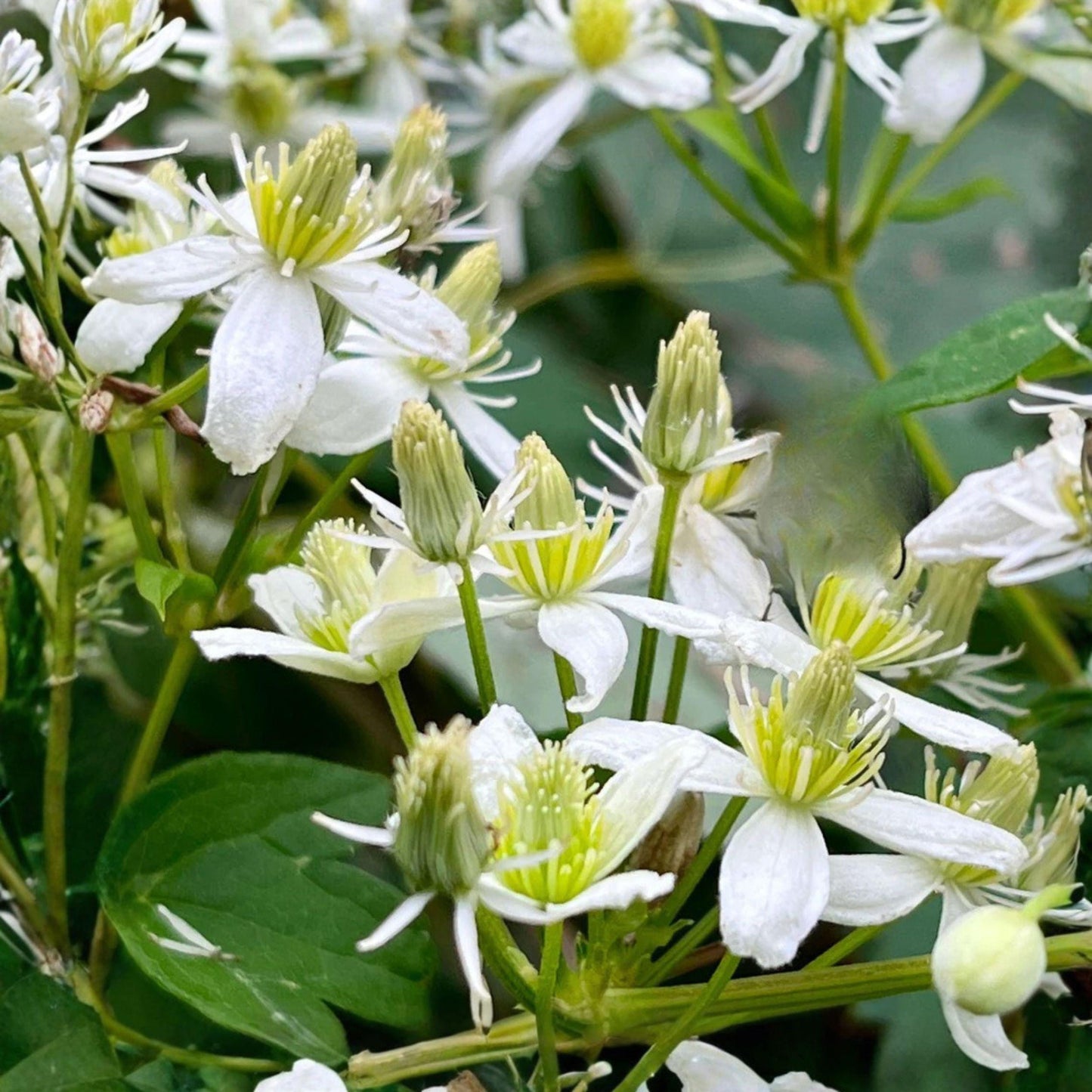 Virgin's Bower Seeds – Native Clematis virginiana Climbing Vine with White Flowers, Pollinator Garden Plant, 50 Seeds