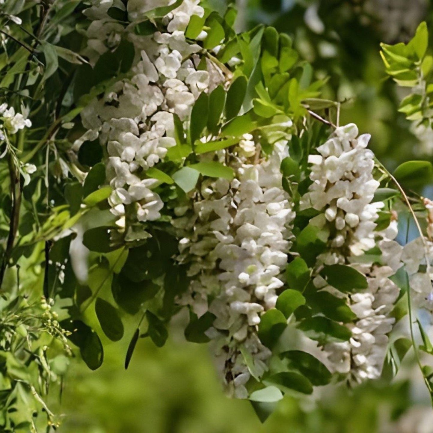 Black Locust Sapling – Bare Root Fast-Growing Shade Tree Robinia pseudoacacia