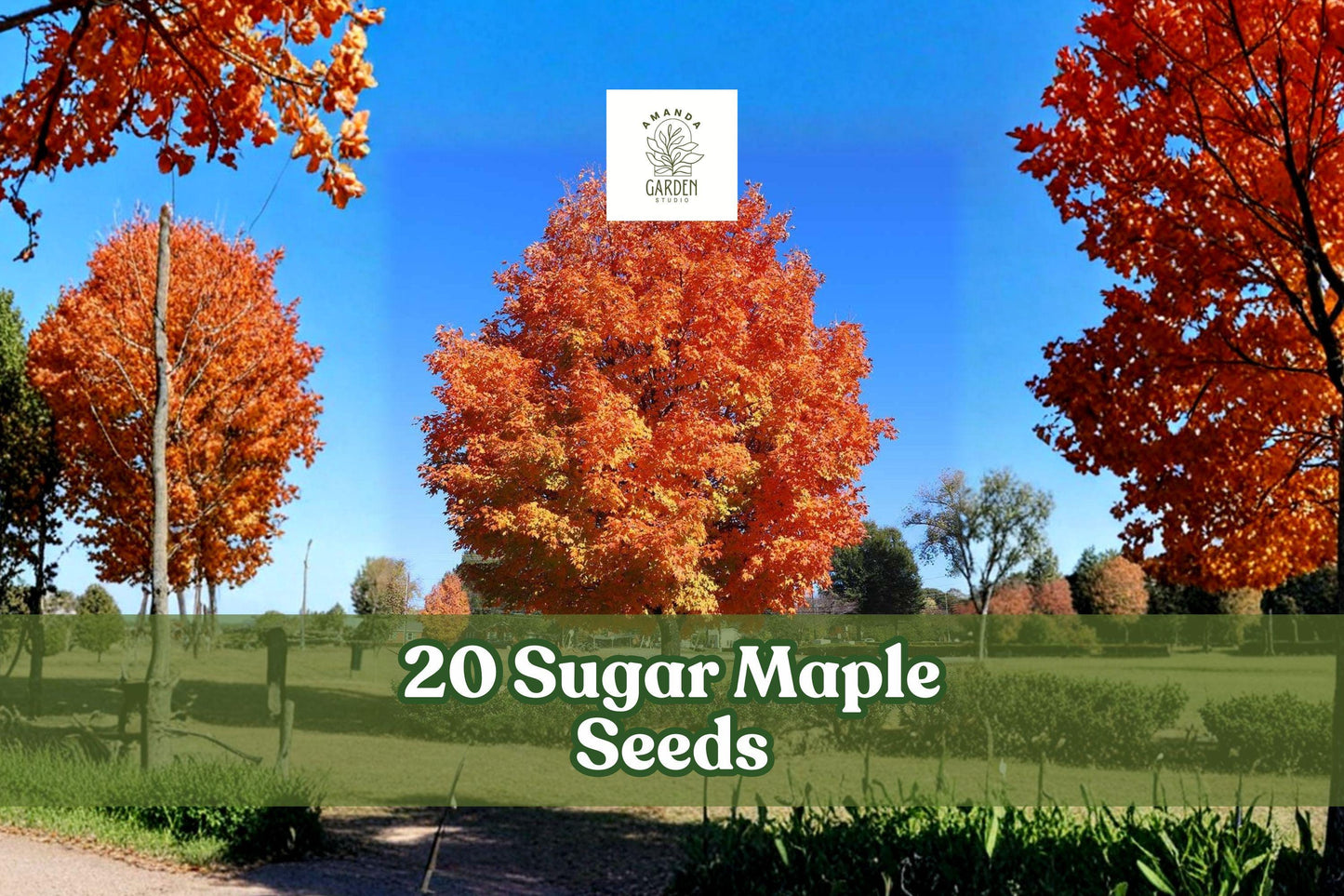 20+ Sugar Maple Seeds Acer saccharum - Deciduous Ornamental Tree for Fall Foliage, Bonsai & Landscape Planting