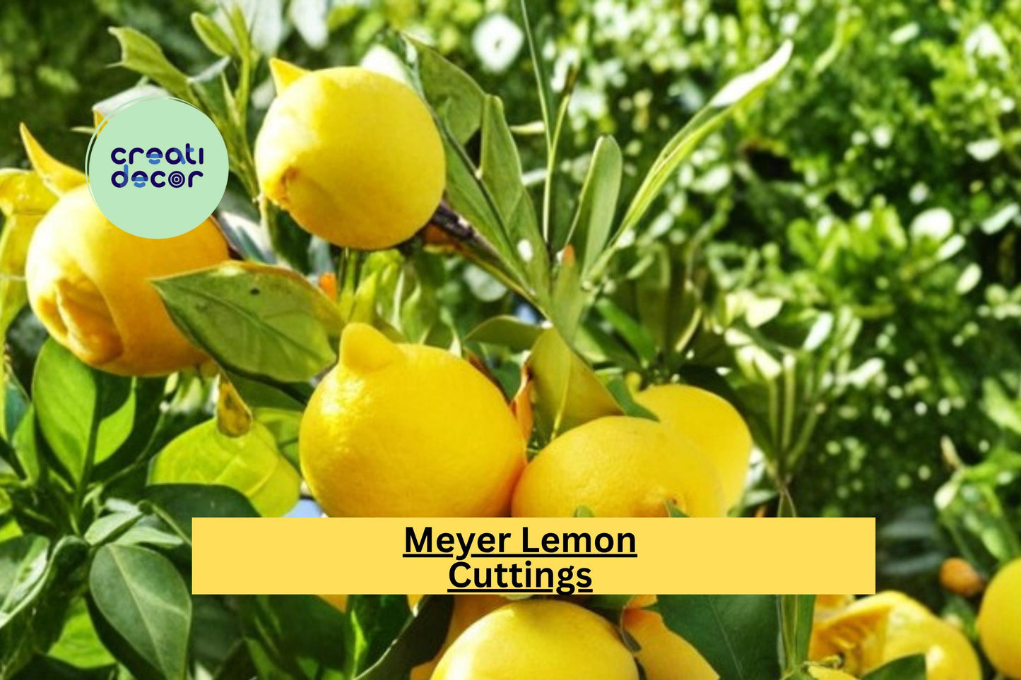 Organic Meyer Lemon Tree Scion Cuttings – 4–6 Inches for Grafting & Rooting, Citrus × meyeri Propagation Wood