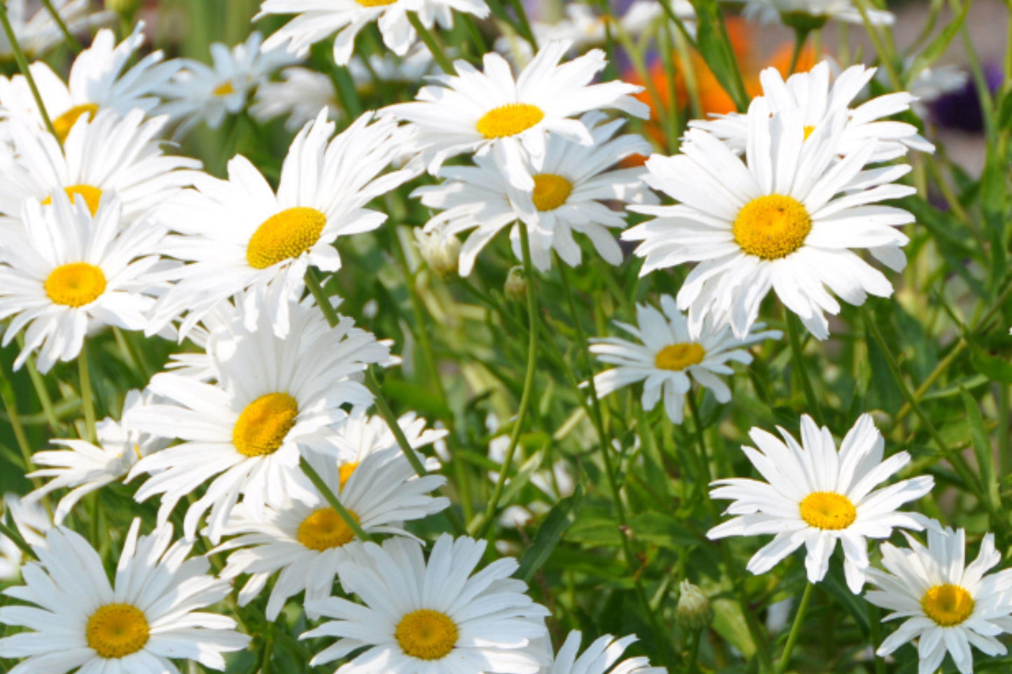 Shasta Daisy Seeds - Heirloom Perennial White Bloom Cut Flower Garden Plant (200+ Seeds)