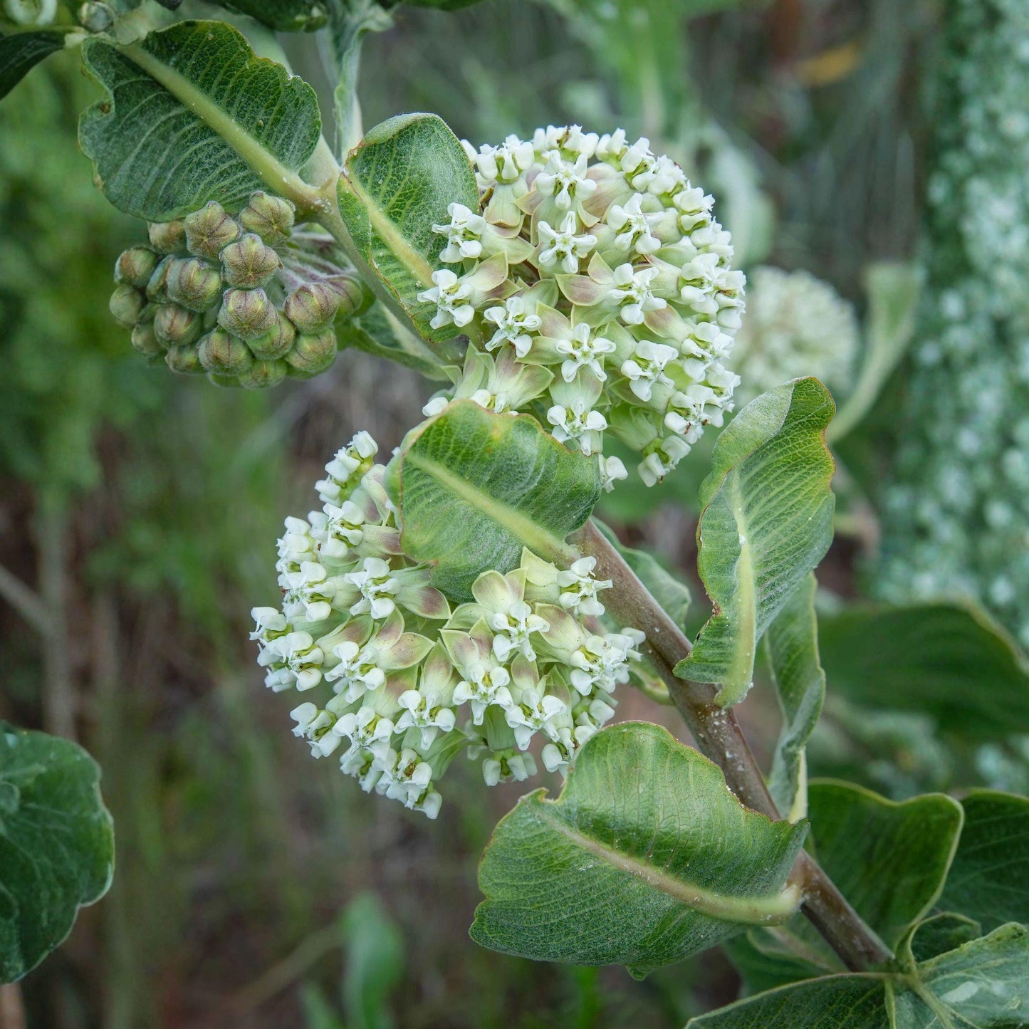 Western Sand Milkweed Seeds - Native Perennial for Pollinator Gardens, Drought Tolerant, Sandy Soil, Asclepias arenaria (10 Seeds)